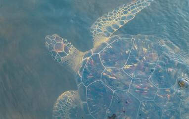 Seaturtle swimming underwater 