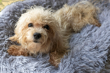 Poodle dog looking at camera with hope and devotion