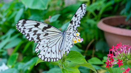 花にとまるオオゴマダラの美しい白黒の羽