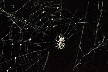 a spider on a web in the lights of a night city
