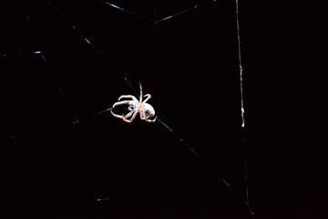 a spider on a web in the lights of a night city