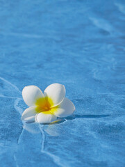 A plumeria flower on a blue swimming pool surface.