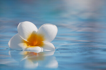 A plumeria flower floats on the surface of a swimming pool.
