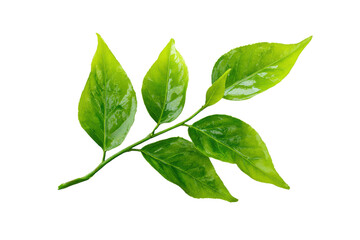 A leafy green plant with a stem and a leaf. The leaf is green and has a shiny appearance, png