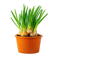 green onion growing in flower pott. The plant is in a small pot and is placed on a white background, png