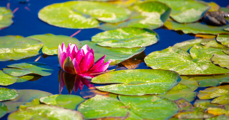 Lotus pond. Water lily close up. Sacred lotus flower in Buddhism. Calmness and tranquility. Spa treatments, yoga, meditation. Tropical nature.