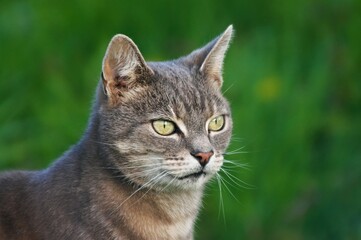 Obraz premium close up portrait of a cat on natural green background