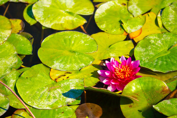 Lotus pond. Water lily close up. Sacred lotus flower in Buddhism. Calmness and tranquility. Spa...