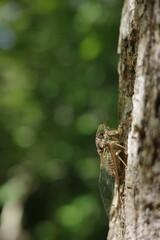 夏の森に響くヒグラシの声。夕暮れ時に一斉に鳴き出すその音色は、もの悲しくも涼やかで、日本の夏の風物詩として多くの人に親しまれています。