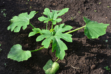 Young Zucchini Plant in Soil close up