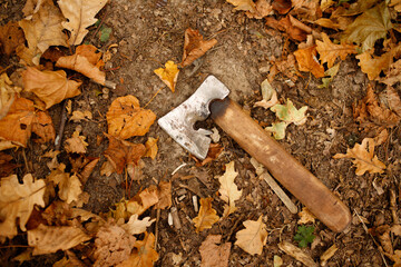 An axe lies on the ground in an autumn forest, surrounded by fallen leaves