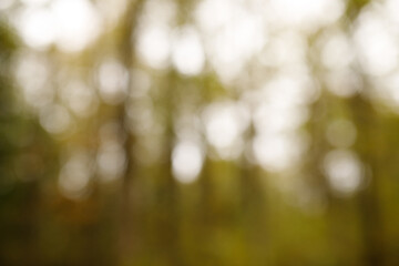 blug green forest background in autumn