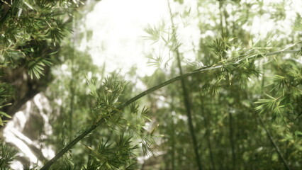 Sunlight filters through a dense thicket, illuminating vibrant green leaves swaying softly. The peaceful atmosphere invites tranquility, nestled within the heart of a lush forest.