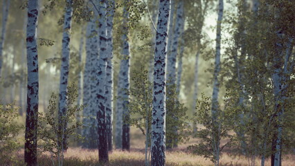 Obraz premium Dew kissed birch trees stand tall in a peaceful grove as morning light casts gentle shadows on the forest floor. Nature awakens, creating a serene atmosphere perfect for reflection.
