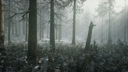 Soft light pours through a misty forest, creating an enchanting atmosphere.