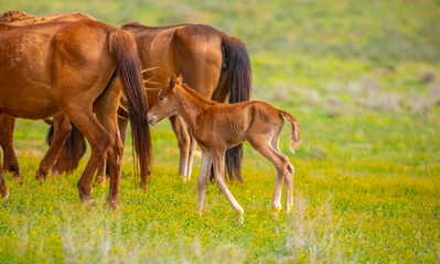Fototapeta premium A herd of horses graze in the meadow in summer, eat grass, walk and frolic. Pregnant horses and foals, livestock breeding concept.