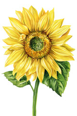 Watercolor Sunflower Illustration. Bright Yellow Summer Flower Clipart, Rustic Botanical Floral Artwork, Nature Decor