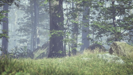 Soft mist drapes the lush greenery of an enchanting forest. Tall trees rise majestically, their leaves whispering secrets as sunlight filters through the fog, casting a serene glow across the ground.