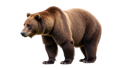Realistic brown bear stands majestically, showcasing its thick fur and powerful build. This animal embodies strength and grace in nature