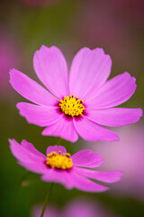 Obraz premium コスモスの花