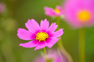 Obraz premium コスモスの花