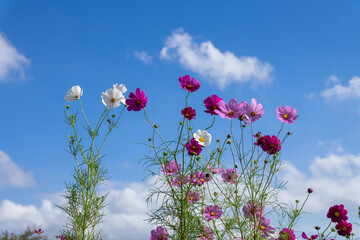 Obraz premium コスモスの花