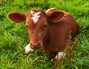 A brown calf with a white heart-shaped marking on its forehead rests calmly in lush grass. Flies sit on its face, adding realism to rural farm life and authentic scenes of cattle in a natural environm © Volha