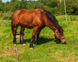 A powerful brown horse lowers its head to graze on fresh green grass. Its strong build and glossy coat capture the spirit of countryside farming, animal strength, and the timeless bond between humans 