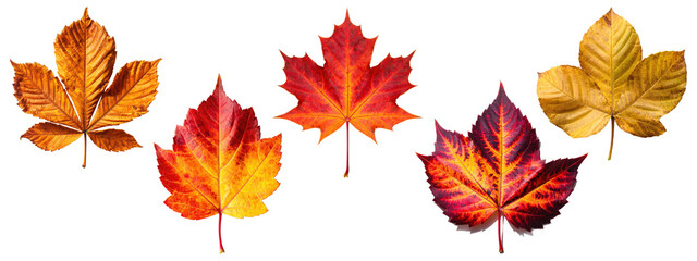 Obraz premium Collection of colorful autumn leaves, including a maple leaf
