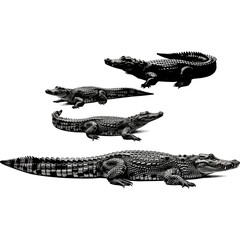 Four crocodiles isolated on white background, different sizes and poses