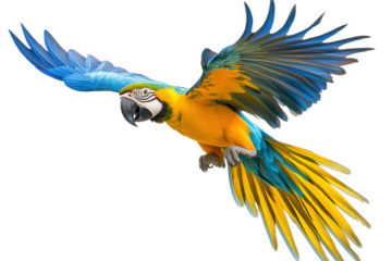 A vibrant blueandgold macaw soars through the air, its wings outstretched in full flight, isolated on transparent background, showcasing its stunning plumage and graceful movement