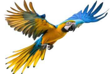 A magnificent blueandgold macaw takes flight, isolated on transparent background, its wings spread wide, displaying its vibrant plumage and powerful presence