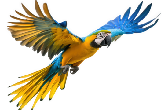 A magnificent blueandgold macaw takes flight, isolated on transparent background, its wings spread wide, displaying its vibrant plumage and powerful presence
