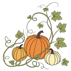 Three pumpkins with twisting vines and leaves squash