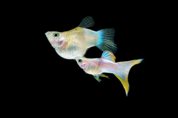 goldfish in aquarium. Pingu Guppy Short Body glides gracefully, its shimmering colors like strokes of living light. Each delicate fin flows like silk in water. Guppy isolated on black background.