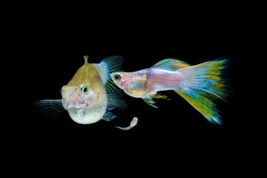 goldfish in aquarium. Pingu Guppy Short Body glides gracefully, its shimmering colors like strokes of living light. Each delicate fin flows like silk in water. Guppy isolated on black background.
