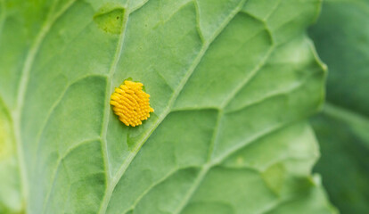Yellow larvae on cabbage leaf of caterpillar or white butterfly pests, close-up