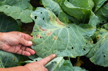 Holes in cabbage leaves after parasites of butterflies and caterpillars, close-up, background. Farmer's hands