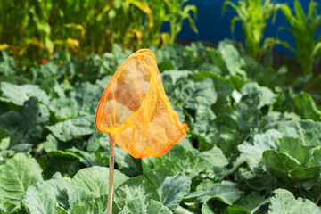 Orange net in the city against the background of growing cabbage. Concept of catching pests of cabbage butterfly.