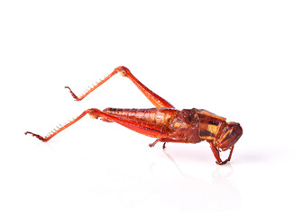  fried grasshopper isolated on white background. This tasty and crunchy insect snack