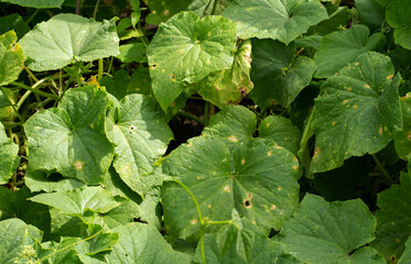 sunburn on borage foliage, pest holes and nutrient deficiencies. Cucumber disease, close-up