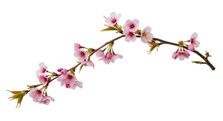 Obraz premium Artistic Arching Cherry Blossom Branch with Pink Flowers and Green Leaves on White