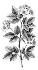 Detailed botanical drawing of a blossoming branch with delicate white flowers and textured leaves, perfect for elegant designs and timeless creations