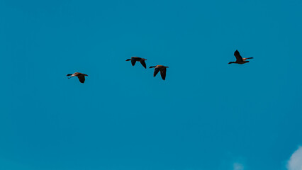 Anser anser, greylag geese, on a sunny day in summer