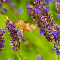 Autographa gamma, silver Y moth, on a sunny summer day