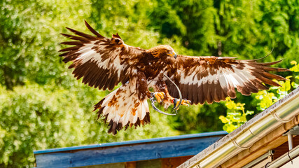 Aquila chrysaetos, golden eagle, in flight on a sunny day in summer