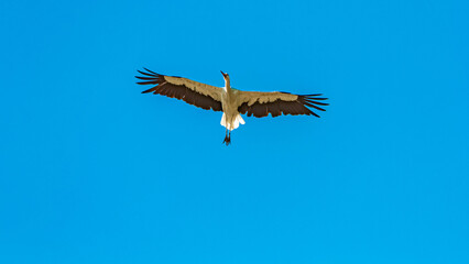Ciconia ciconia, white stork, in flight on a sunny day in summer