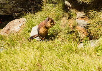 Marmota marmota, alpine marmot, at Mount Grossglockner on a sunny day in summer