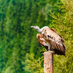 Gyps fulvus, Griffon Vulture, sitting on a pole on a sunny day in summer