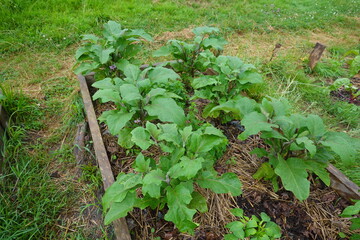 Eggplant plants growing in home garden raised bed